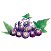 Blackcurrant