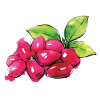 Cornelian cherry